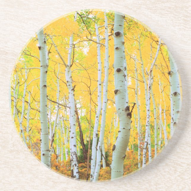 Fall colours of Aspen trees 1 Coaster (Front)