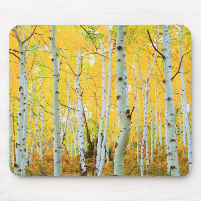 Fall colours of Aspen trees 1 Mouse Pad (Front)