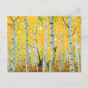 Fall colours of Aspen trees 1 Postcard