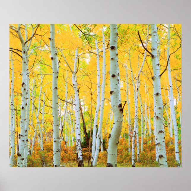 Fall colours of Aspen trees 1 Poster (Front)