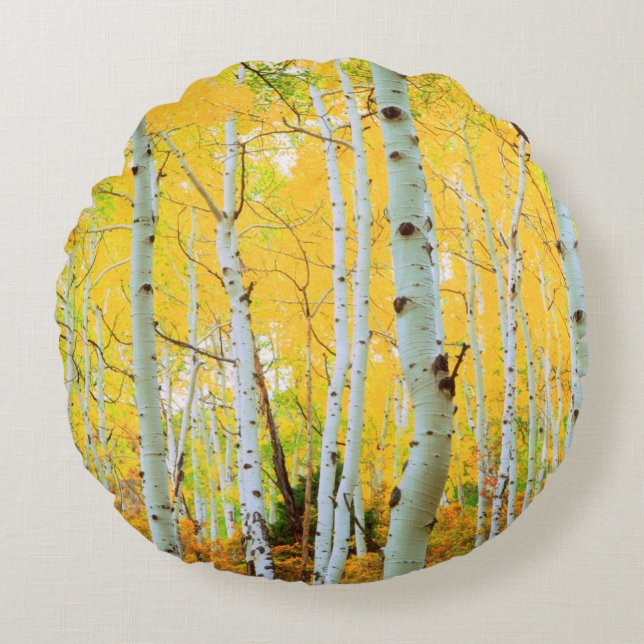 Fall colours of Aspen trees 1 Round Cushion (Front)