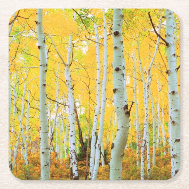 Fall colours of Aspen trees 1 Square Paper Coaster (Front)