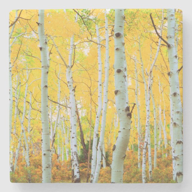 Fall colours of Aspen trees 1 Stone Coaster (Front)