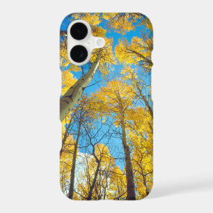 Fall colours of Aspen trees 2