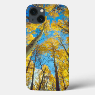 Fall colours of Aspen trees 2 iPhone 13 Case