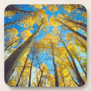 Fall colours of Aspen trees 2 Coaster