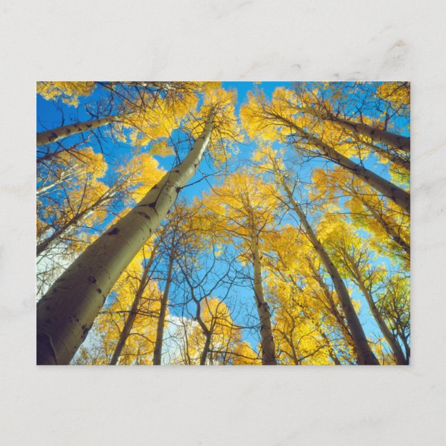 Fall colours of Aspen trees 2 Postcard (Front)