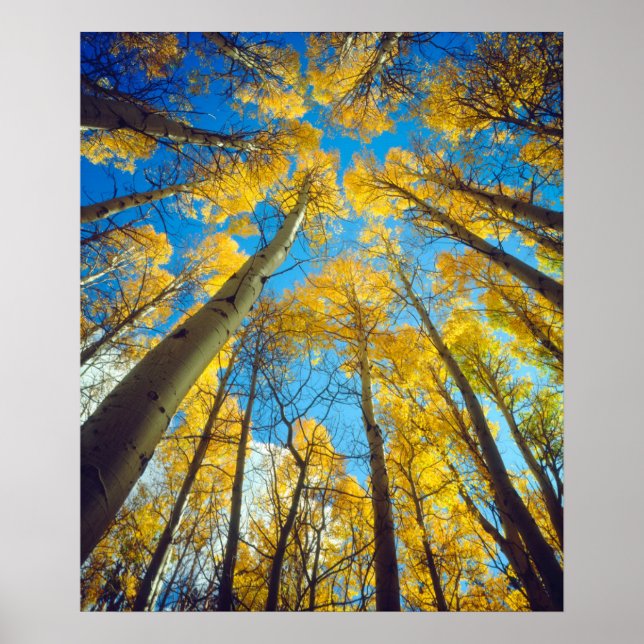 Fall colours of Aspen trees 2 Poster (Front)