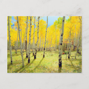 Fall colours of Aspen trees 4 Postcard