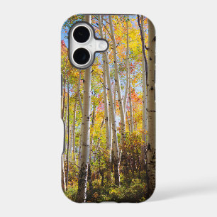 Fall colours of Aspen trees 5
