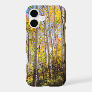 Fall colours of Aspen trees 5