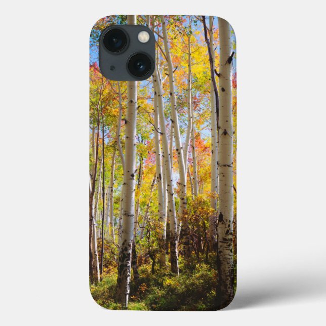 Fall colours of Aspen trees 5 Case-Mate iPhone Case (Back)