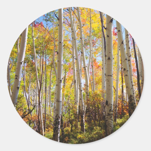 Fall colours of Aspen trees 5 Classic Round Sticker (Front)