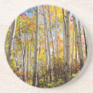 Fall colours of Aspen trees 5 Coaster