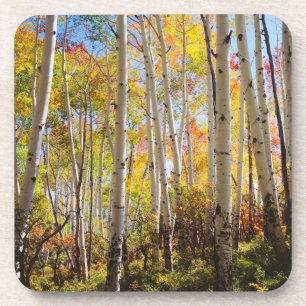 Fall colours of Aspen trees 5 Coaster