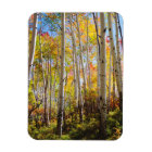 Fall colours of Aspen trees 5