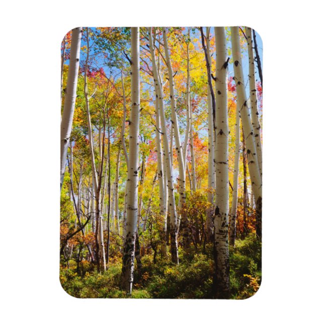 Fall colours of Aspen trees 5 Magnet (Vertical)