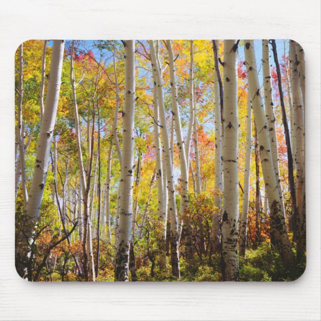Fall colours of Aspen trees 5 Mouse Pad (Front)