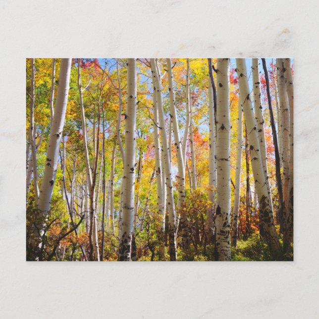 Fall colours of Aspen trees 5 Postcard (Front)