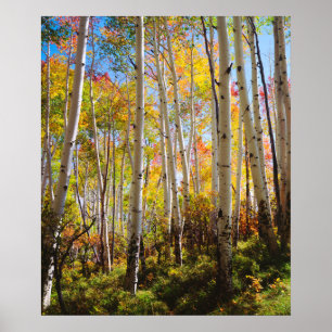 Fall colours of Aspen trees 5 Poster
