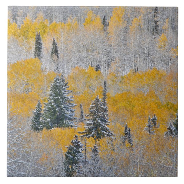 Fall Colours of Aspens & Fresh Snow Keebler Pass Ceramic Tile (Front)