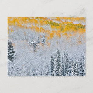 Fall Colours of Aspens Rocky Mountains, Colorado Postcard