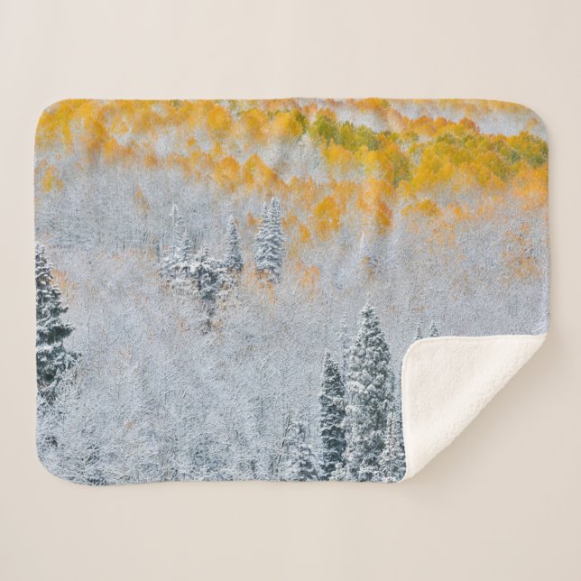 Fall Colours of Aspens | Rocky Mountains, Colorado Sherpa Blanket (Front (Horizontal))