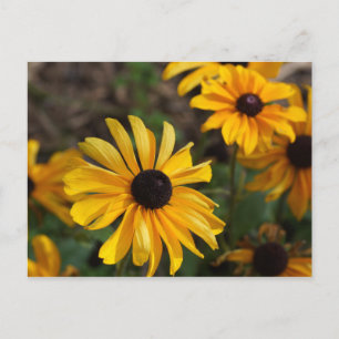 Fall Colours Postcard