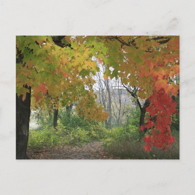 Fall Colours Postcard (Front)