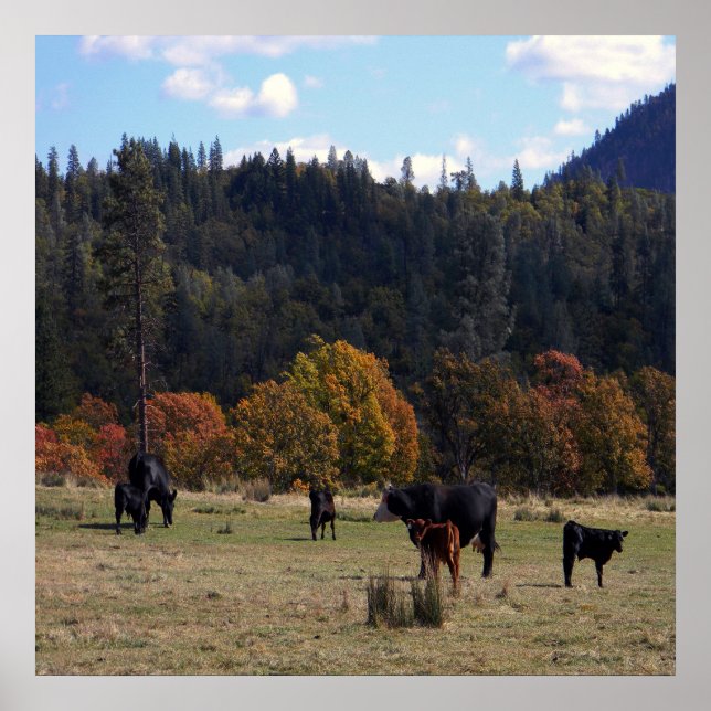 Fall colours with the herd... poster (Front)