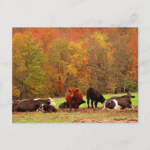 Fall Cows Postcard