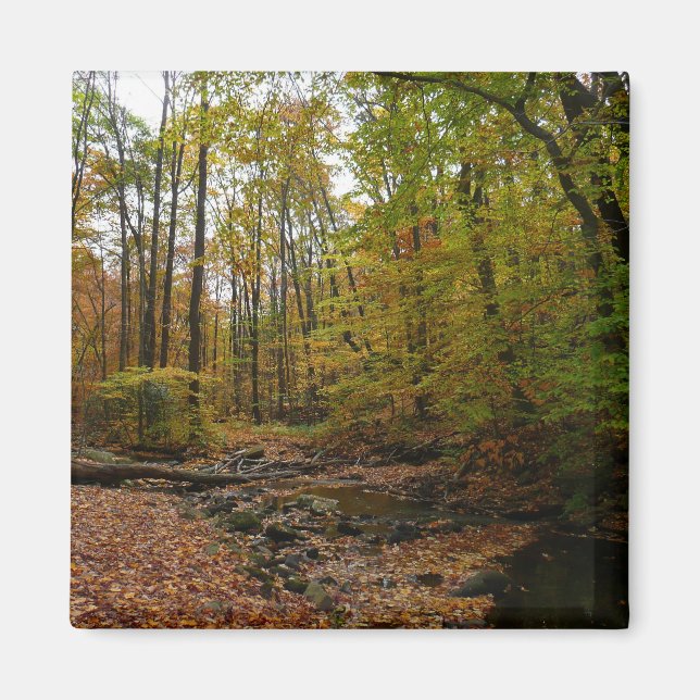 Fall Creek at Laurel Hill State Park Magnet (Front)