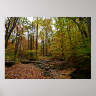 Fall Creek at Laurel Hill State Park Pennsylvania Poster
