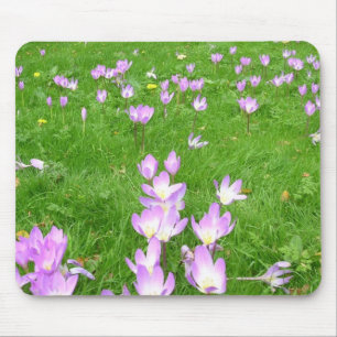 Fall Crocus in England Mouse Pad