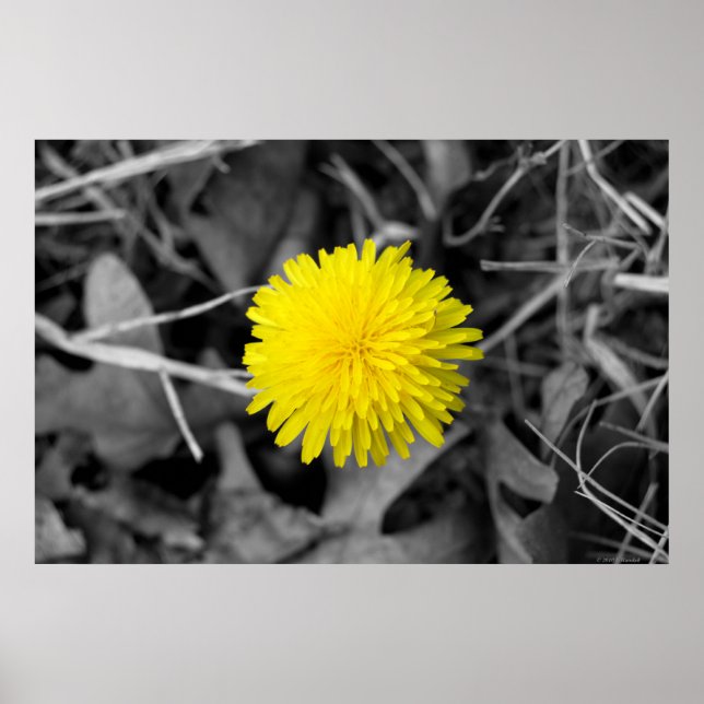 Fall Dandelion poster (Front)