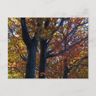 Fall Delicacy Postcard