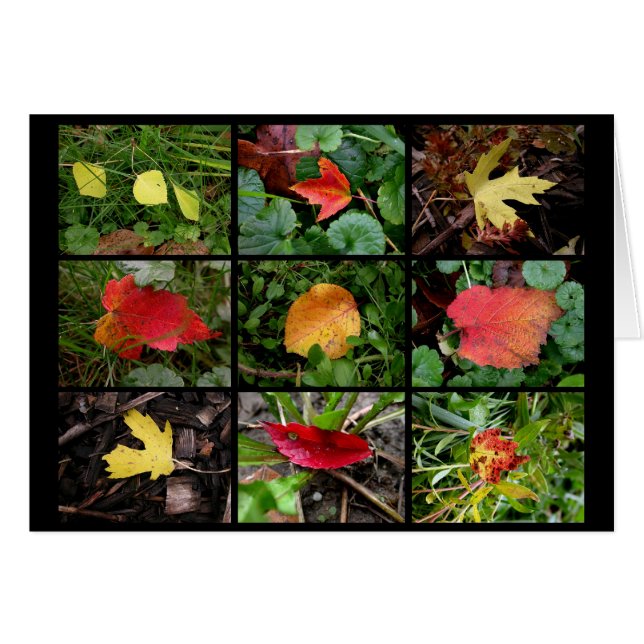 Fall(en) beauties (Front Horizontal)