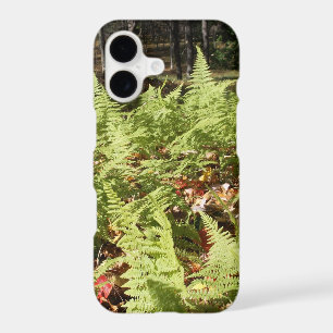 Fall Ferns