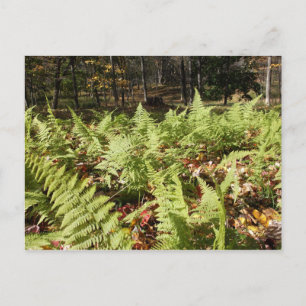 Fall Ferns Postcard