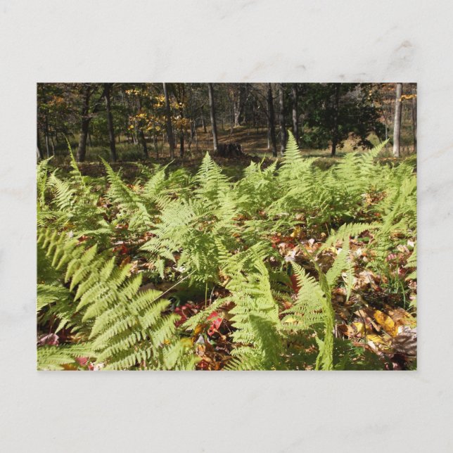 Fall Ferns Postcard (Front)
