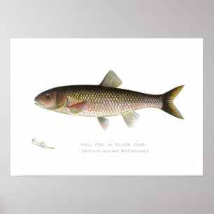 Fall Fish or Silver Chub Poster