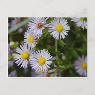 Fall Flowers Postcard
