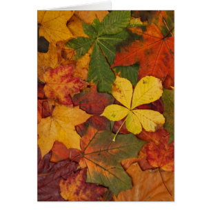Fall Foliage