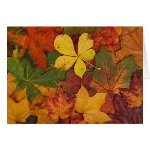 Fall Foliage