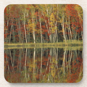 Fall Foliage and Birch Reflections; Hiawatha Coaster