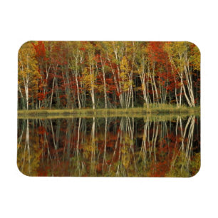 Fall Foliage and Birch Reflections; Hiawatha Magnet