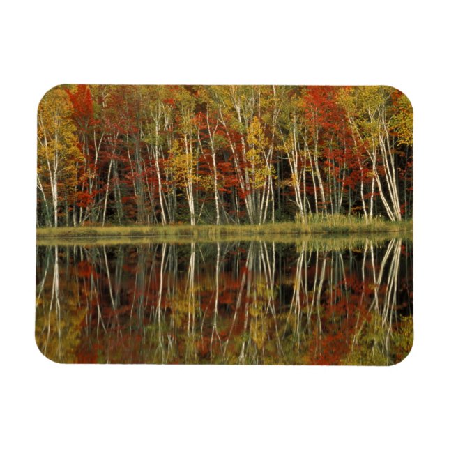 Fall Foliage and Birch Reflections; Hiawatha Magnet (Horizontal)