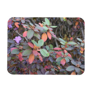 Fall Foliage Autumn Leaves Nature Tree Photography Magnet