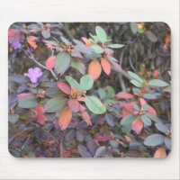 Fall Foliage Autumn Leaves Nature Tree Photography