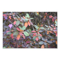 Fall Foliage Autumn Leaves Nature Tree Photography